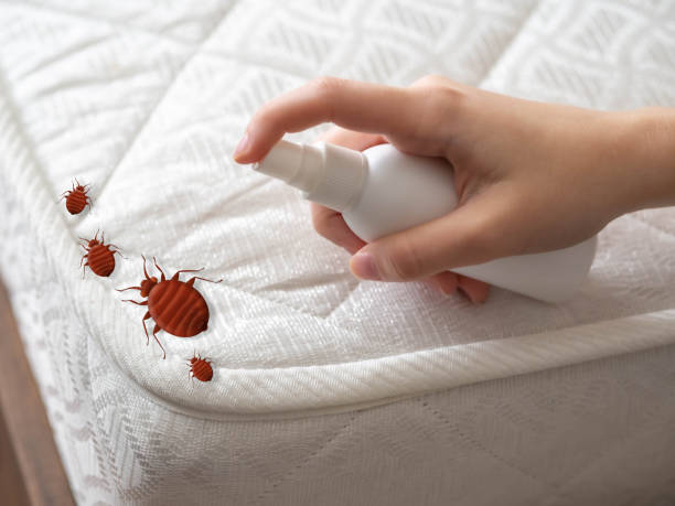 Best Local Pest Control Services  in Park Hills, KY