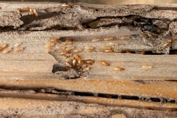 Best Termite Control Services  in Park Hills, KY